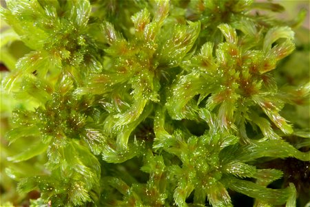 Sphagnum cuspidatum