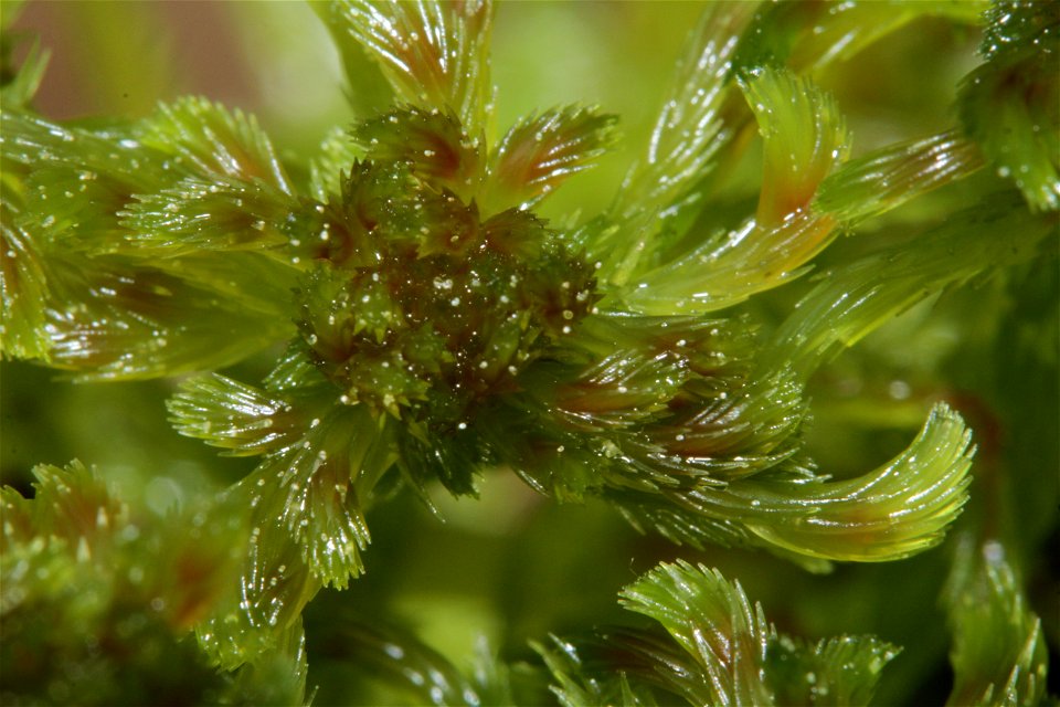 Sphagnum cuspidatum