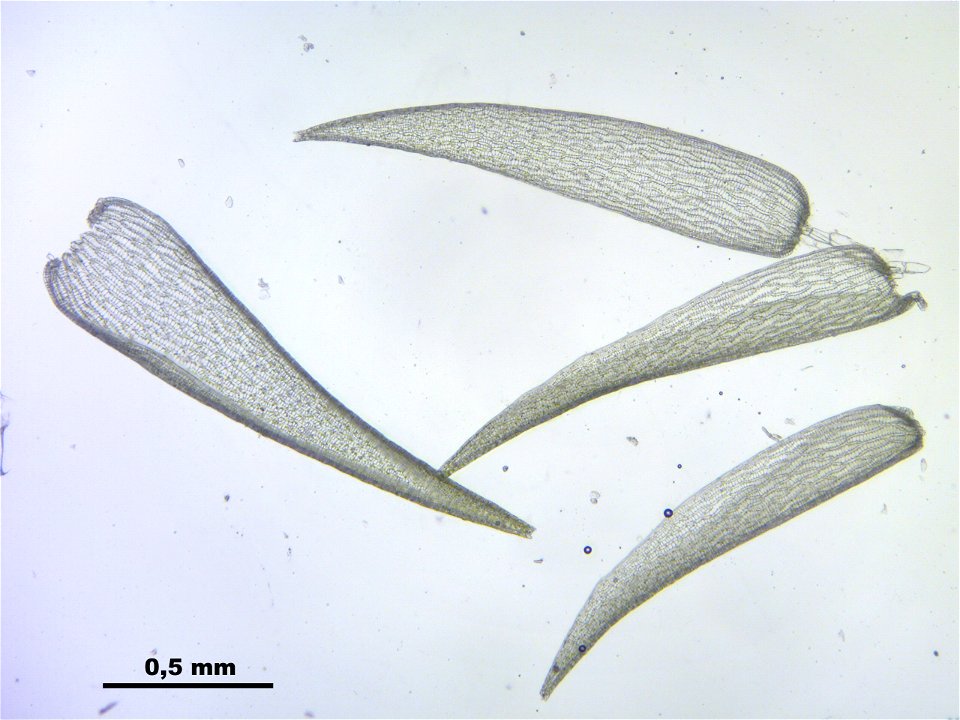 Sphagnum cuspidatum