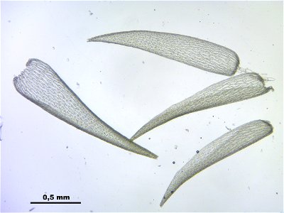 Sphagnum cuspidatum