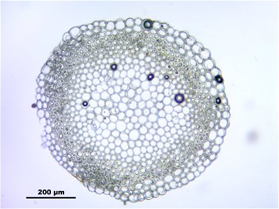 Sphagnum cuspidatum