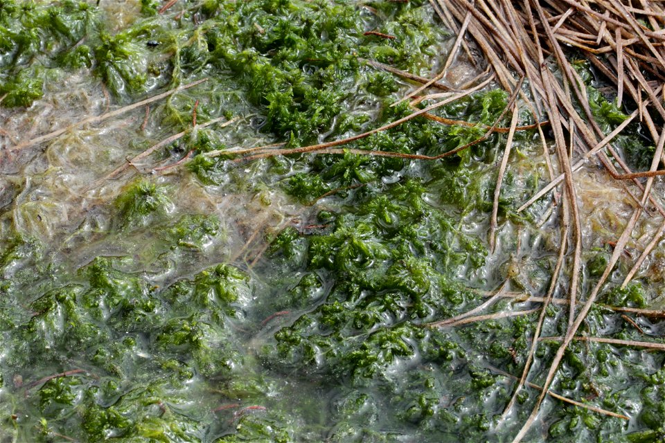 Sphagnum cuspidatum
