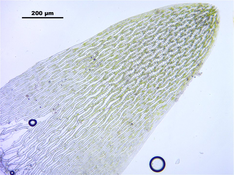 Sphagnum cuspidatum