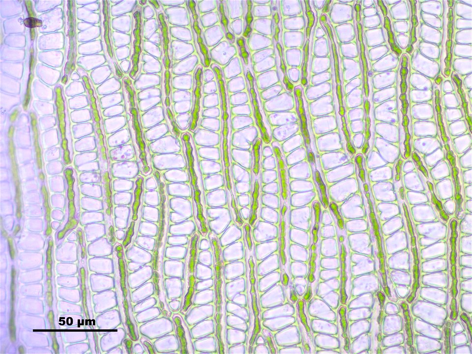Sphagnum cuspidatum