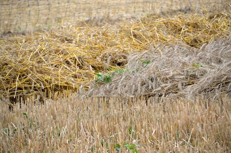 Barley field nature