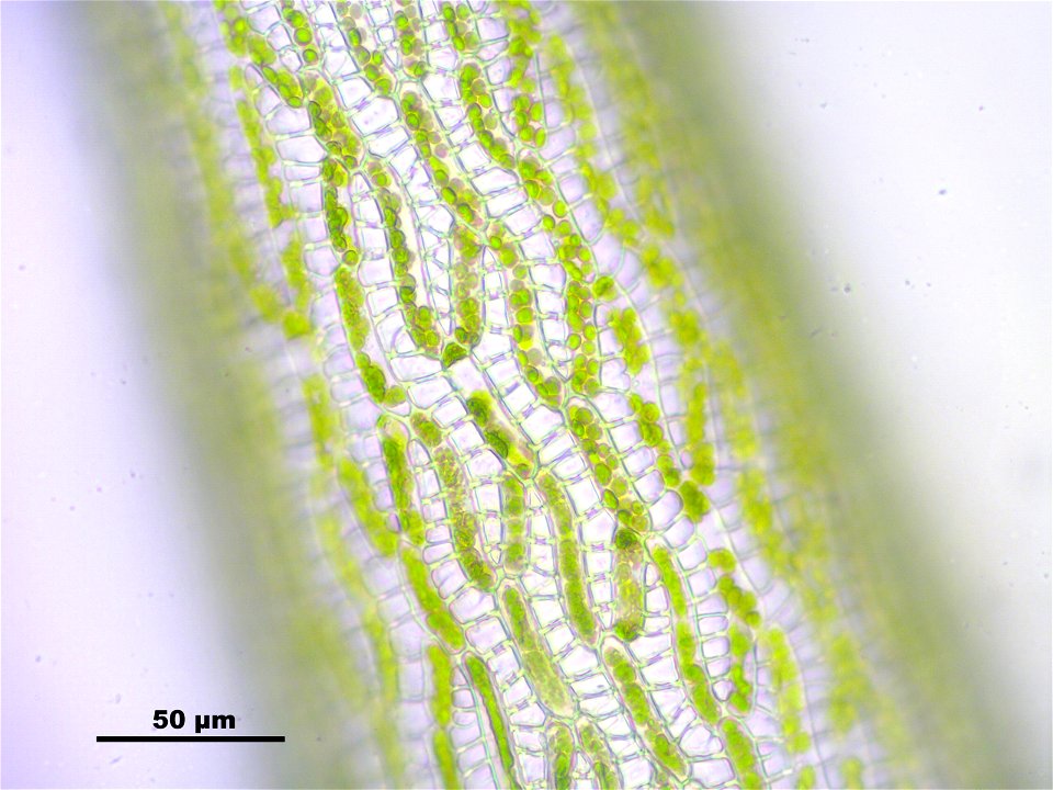 Sphagnum cuspidatum