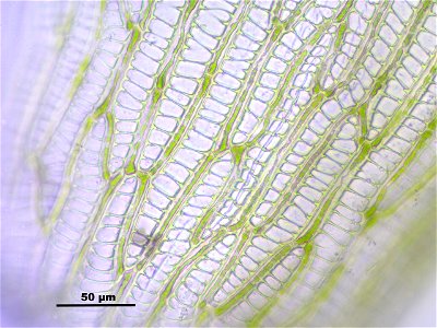 Sphagnum cuspidatum