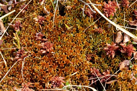 Sphagnum fuscum