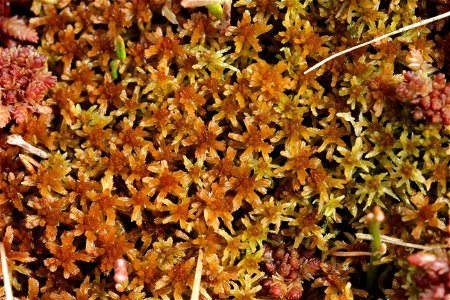 Sphagnum fuscum