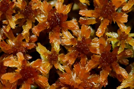 Sphagnum fuscum