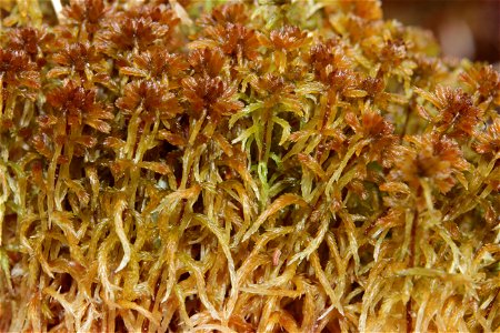 Sphagnum fuscum