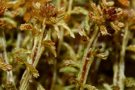 Sphagnum fuscum