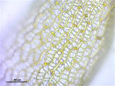 Sphagnum fuscum