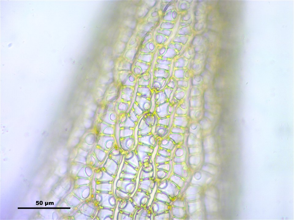 Sphagnum fuscum