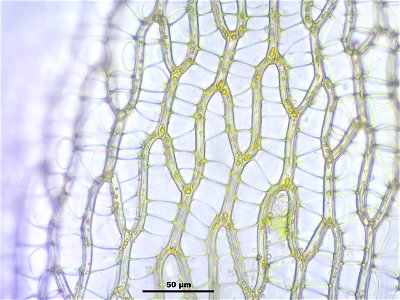 Sphagnum fuscum