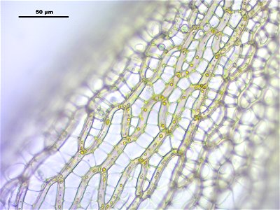 Sphagnum fuscum