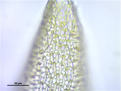 Sphagnum fuscum