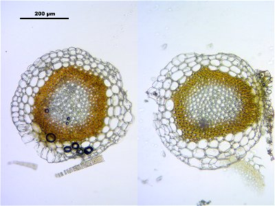 Sphagnum fuscum