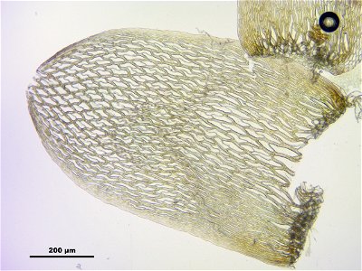 Sphagnum fuscum