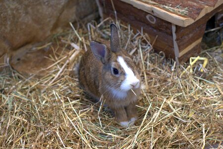 Pet easter cute photo