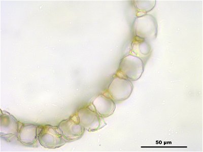 Sphagnum fuscum