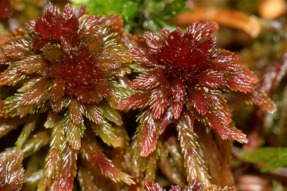 Sphagnum capillifolium