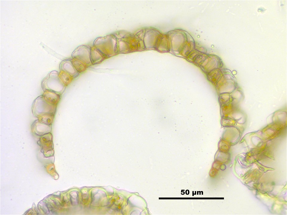Sphagnum fuscum