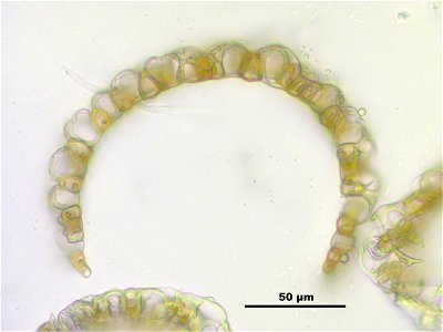 Sphagnum fuscum