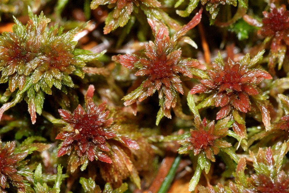 Sphagnum capillifolium