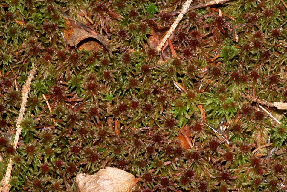 Sphagnum capillifolium