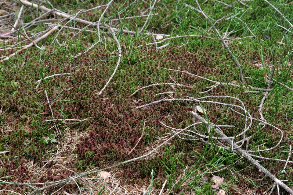 Sphagnum capillifolium