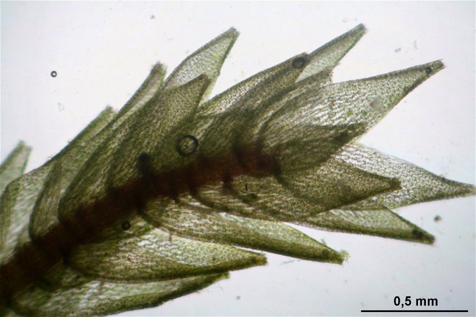 Sphagnum capillifolium