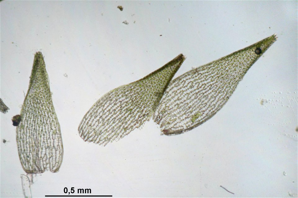 Sphagnum capillifolium