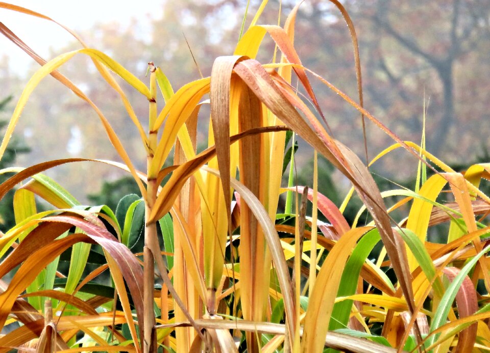 Garden fog bamboo leaves