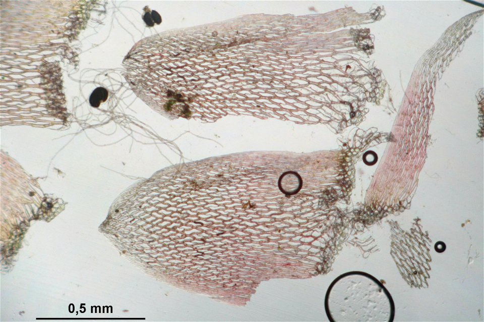 Sphagnum capillifolium