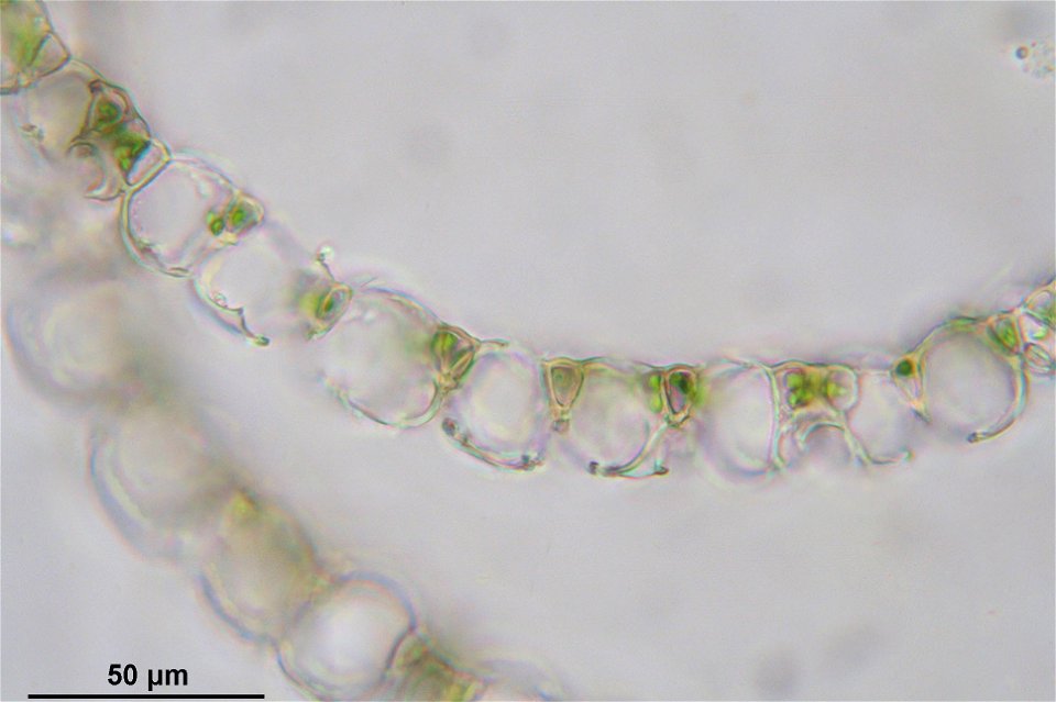 Sphagnum capillifolium