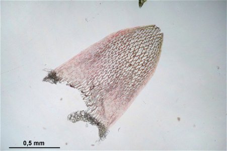 Sphagnum capillifolium