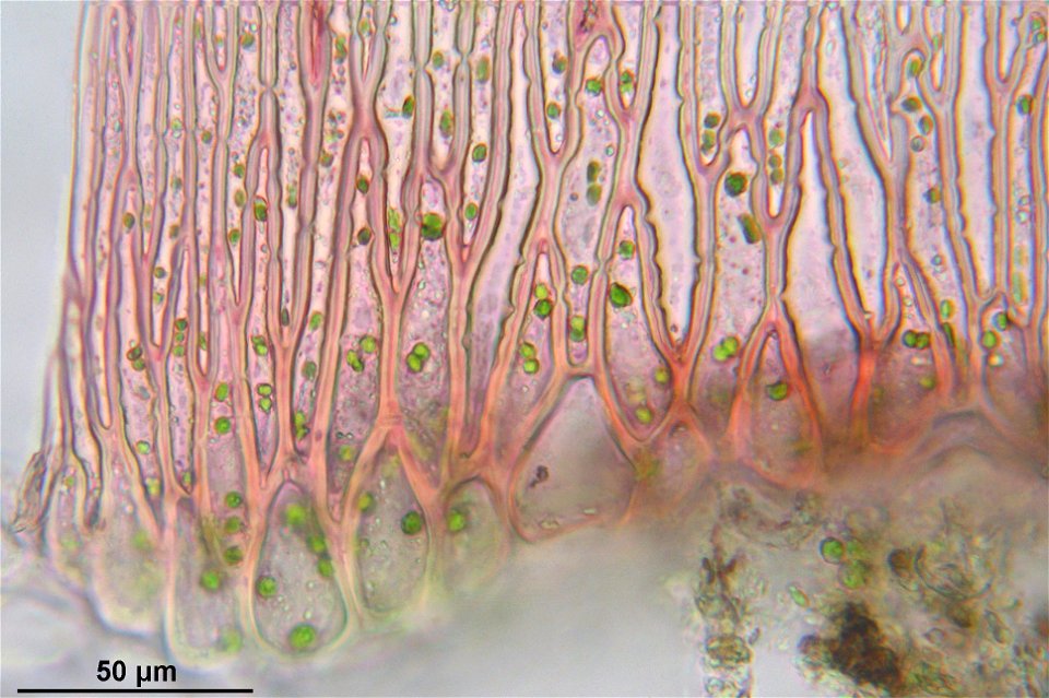 Sphagnum capillifolium