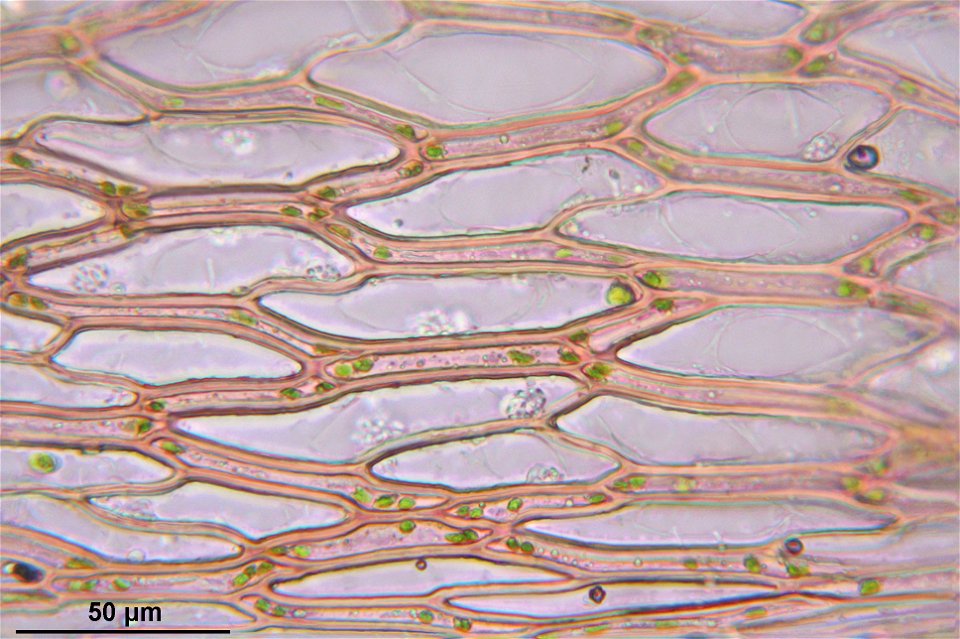 Sphagnum capillifolium