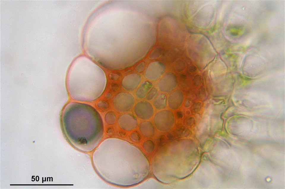 Sphagnum capillifolium