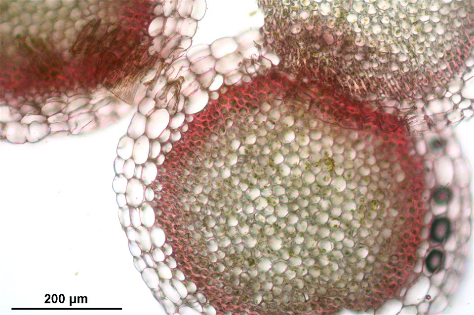Sphagnum capillifolium