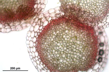 Sphagnum capillifolium