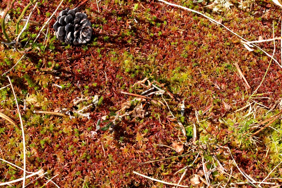 Sphagnum capillifolium