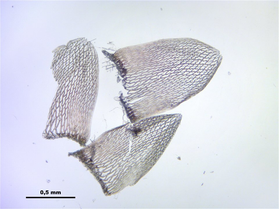 Sphagnum capillifolium