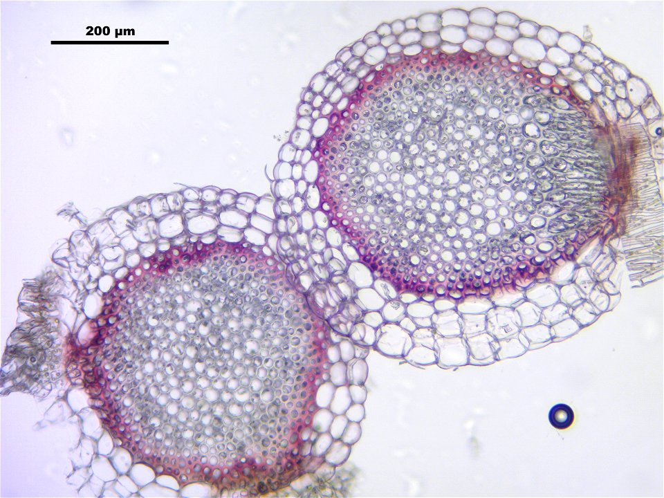 Sphagnum capillifolium