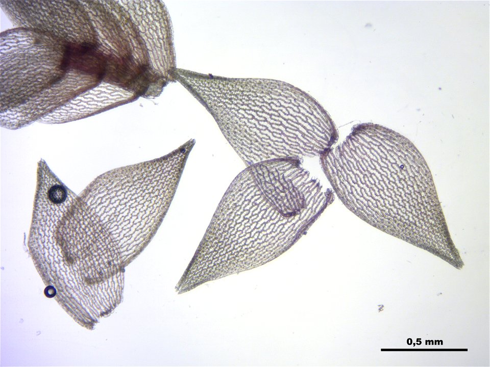 Sphagnum capillifolium