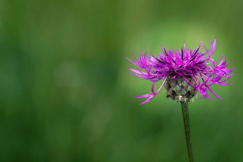 Pointed flower wild flower purple pointed flower photo