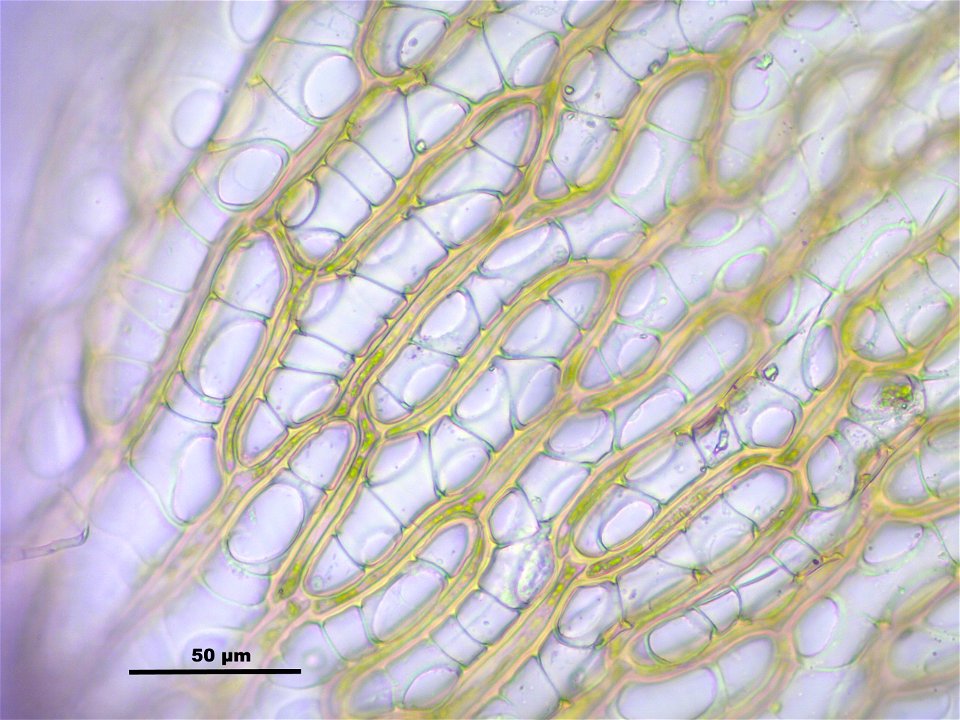 Sphagnum capillifolium