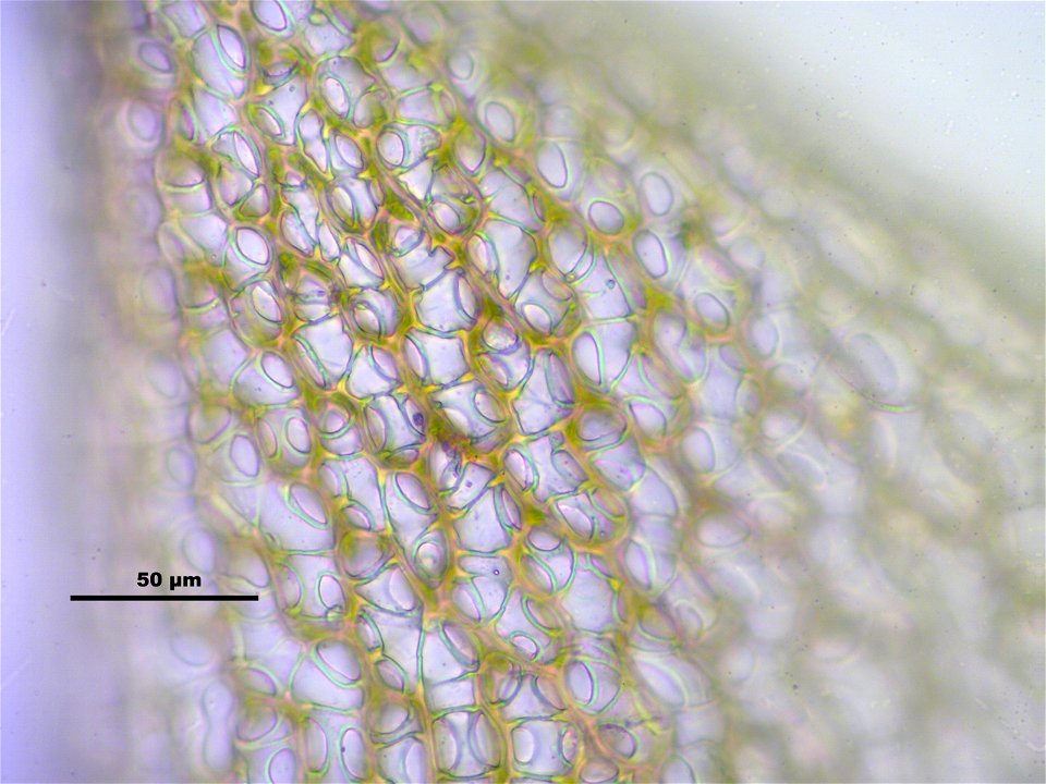 Sphagnum capillifolium