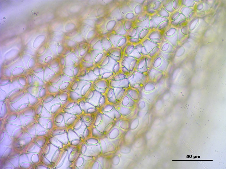 Sphagnum capillifolium